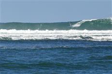 Pine Trees, Hanalei Bay